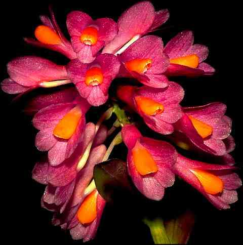 Dendrobium pseudoglomeratum